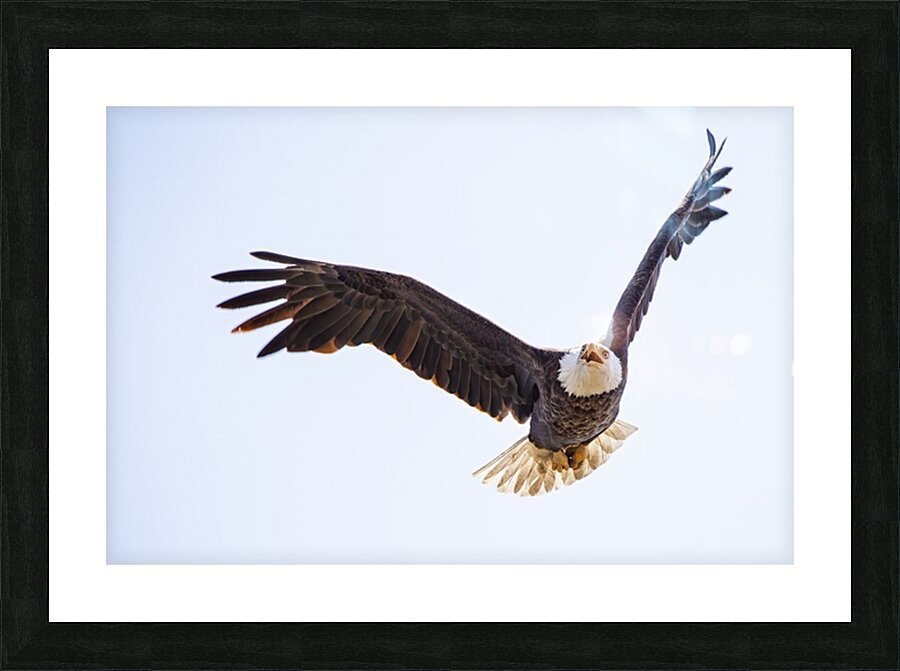 Bald Eagle Picture Frame print