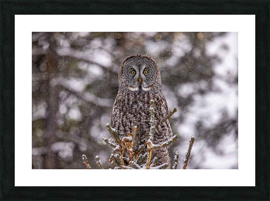 GGO 19 Picture Frame print