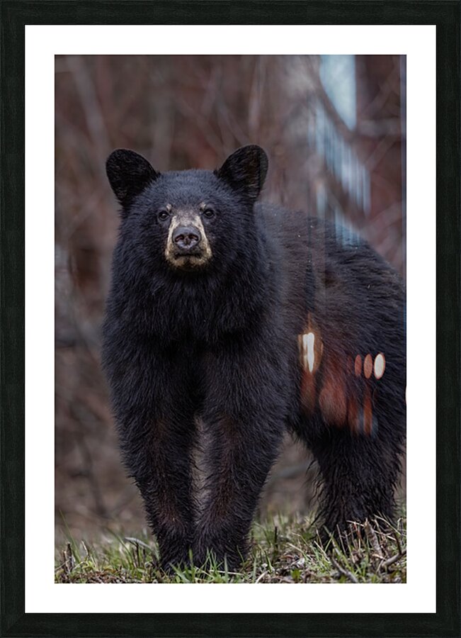Big Bear Picture Frame print