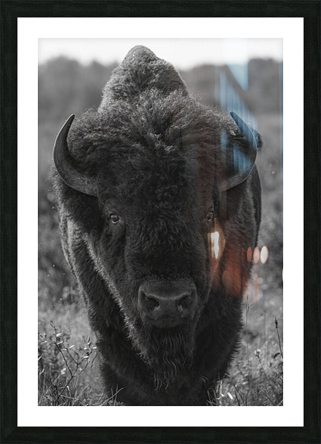 Bison BW 2 Picture Frame print