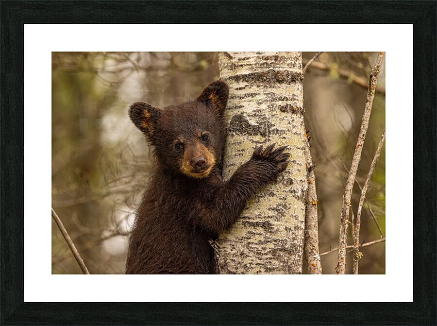 Cute Bear Cub Picture Frame print