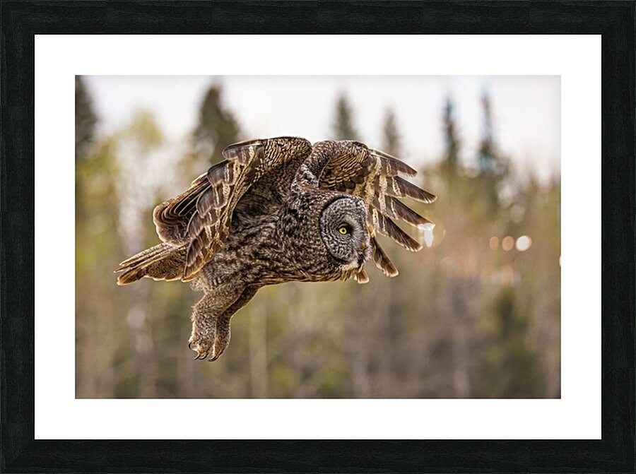 GGO 20 Picture Frame print