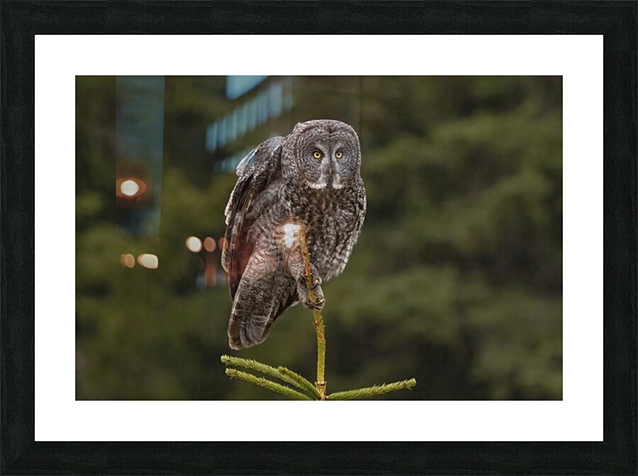 GGO 21 Picture Frame print