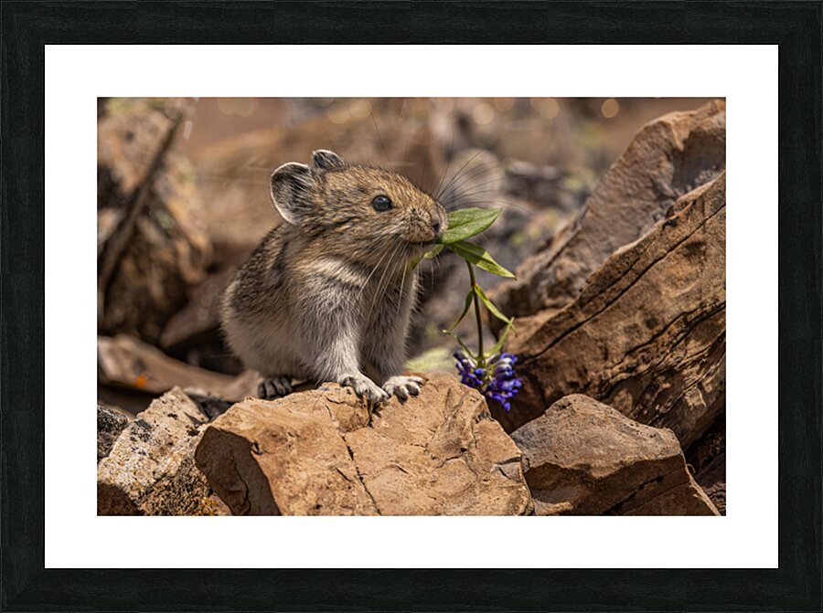 Cute Pika Picture Frame print