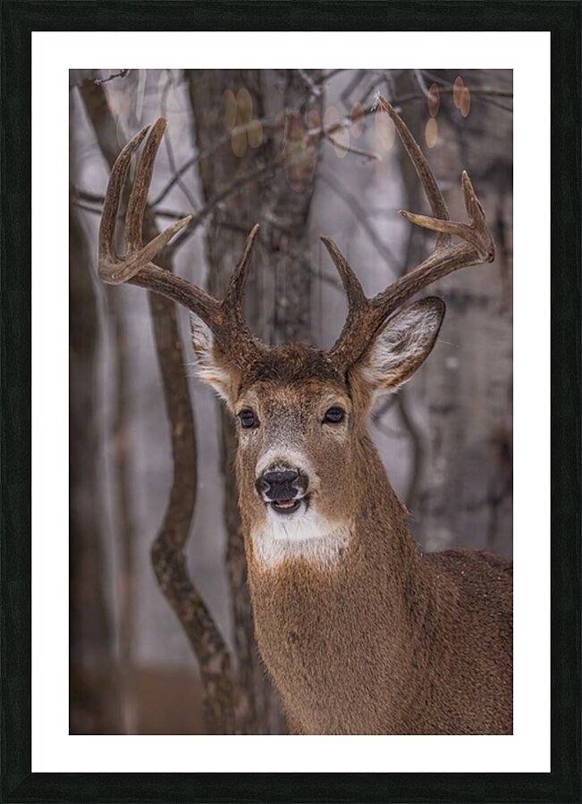 Buck Portrait Picture Frame print