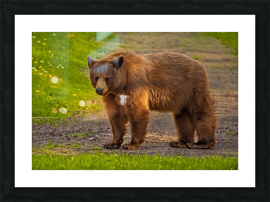 Black Bear 2 Picture Frame print