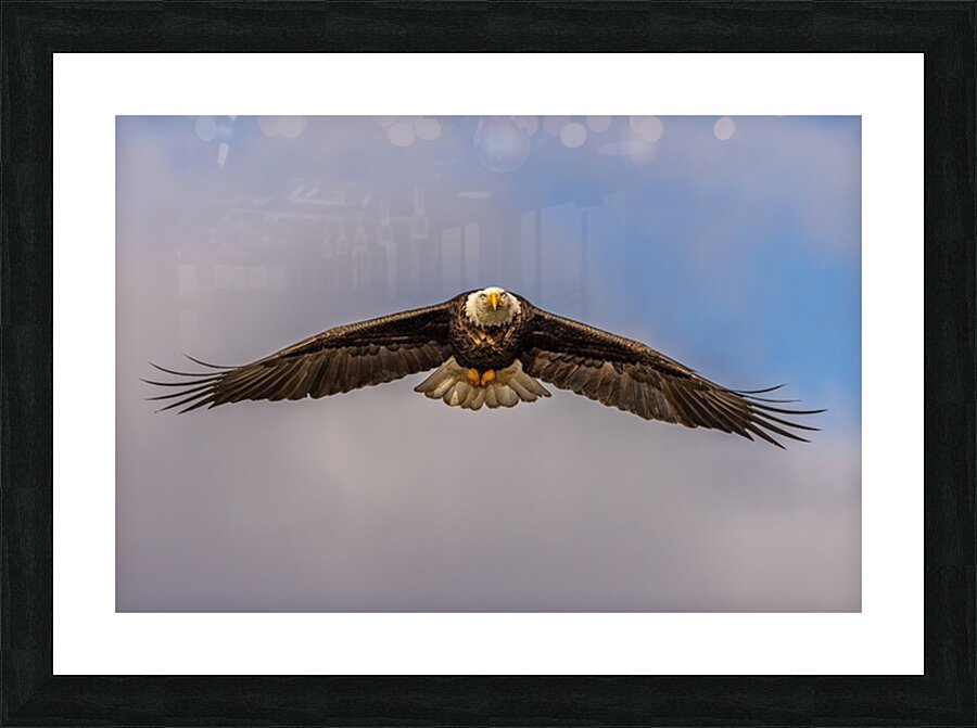 Bald Eagle 2 Picture Frame print