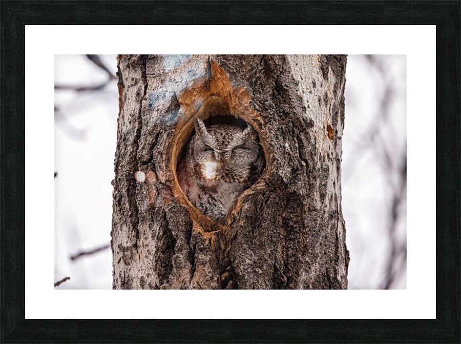Screech Owl Picture Frame print