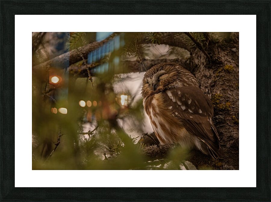 Saw Whet Owl 2 Picture Frame print