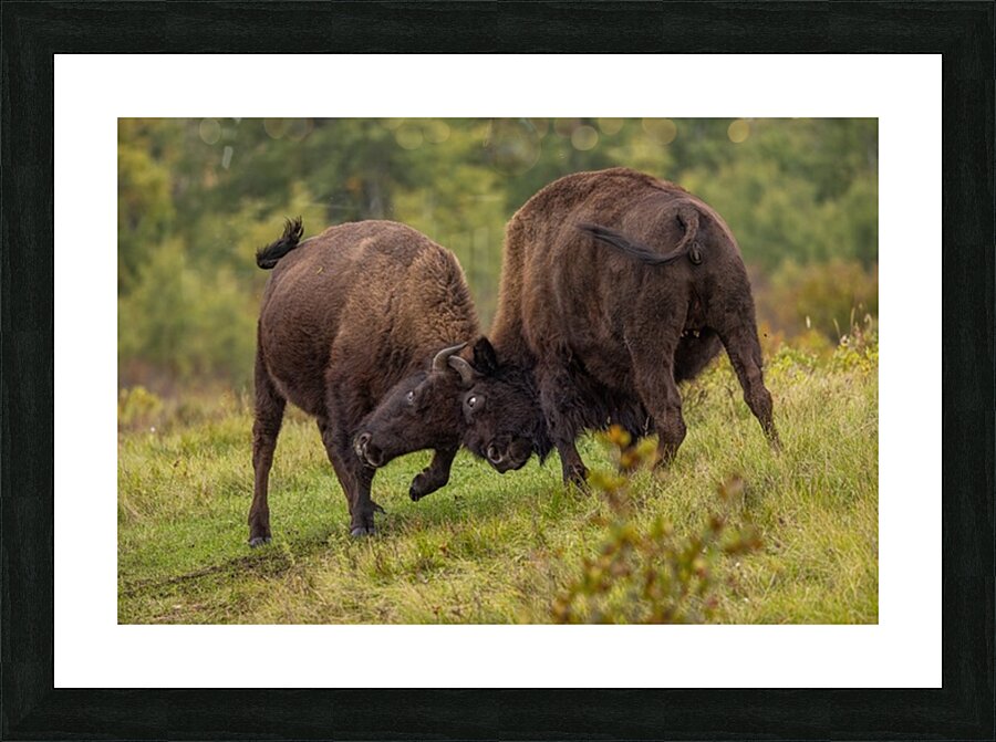 Bison Fight Picture Frame print