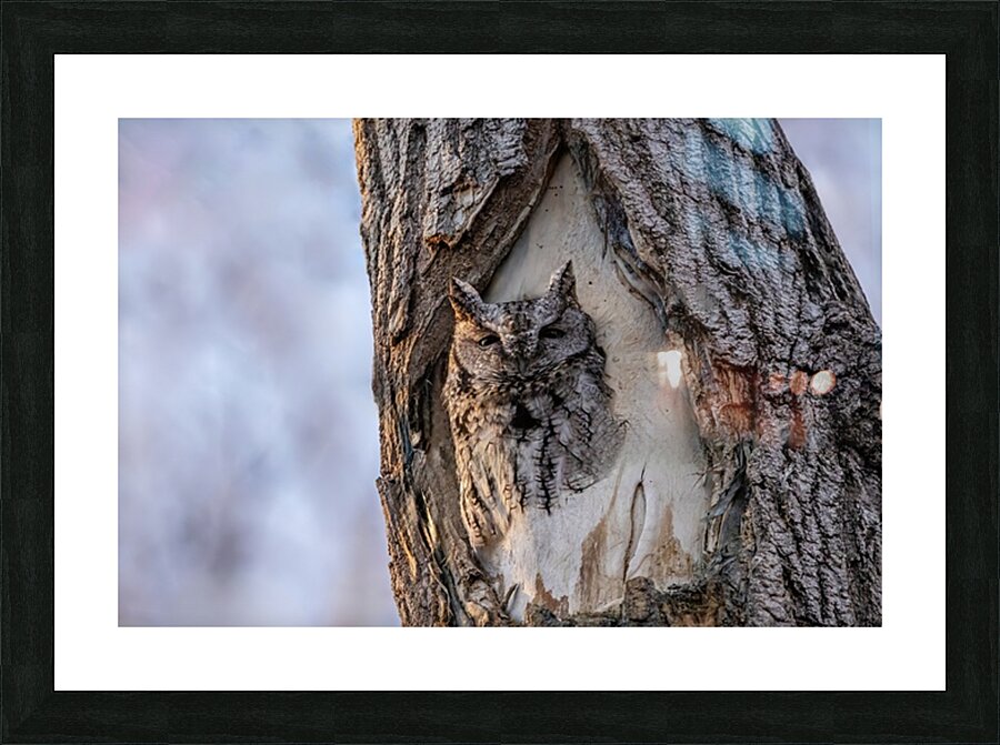 Screech Picture Frame print