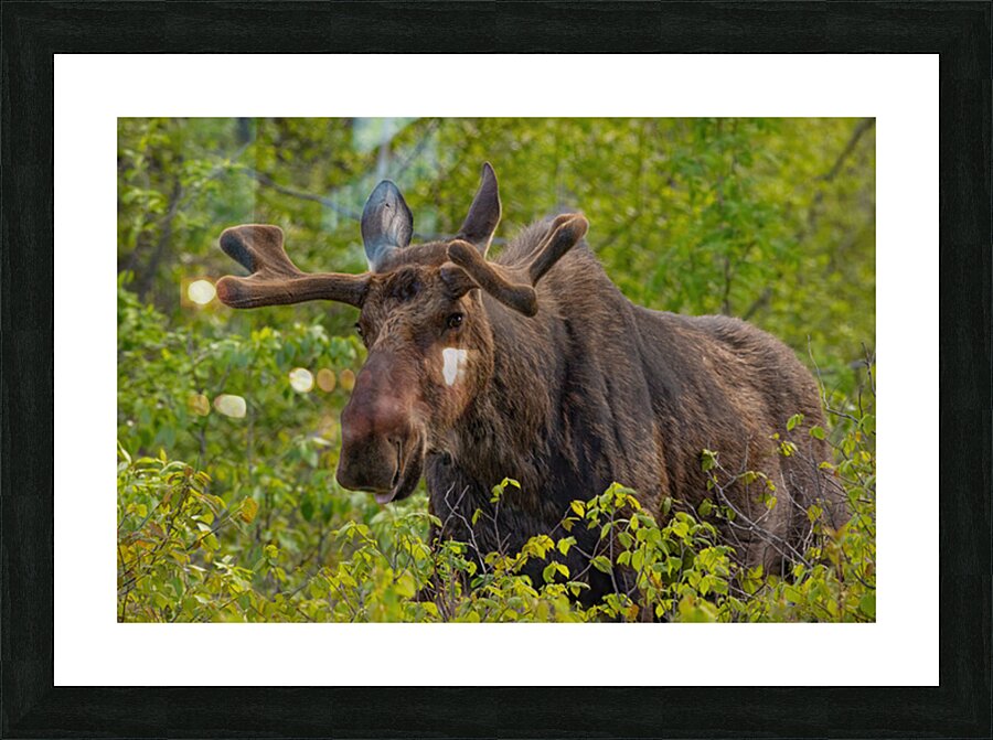 Big Boy Picture Frame print