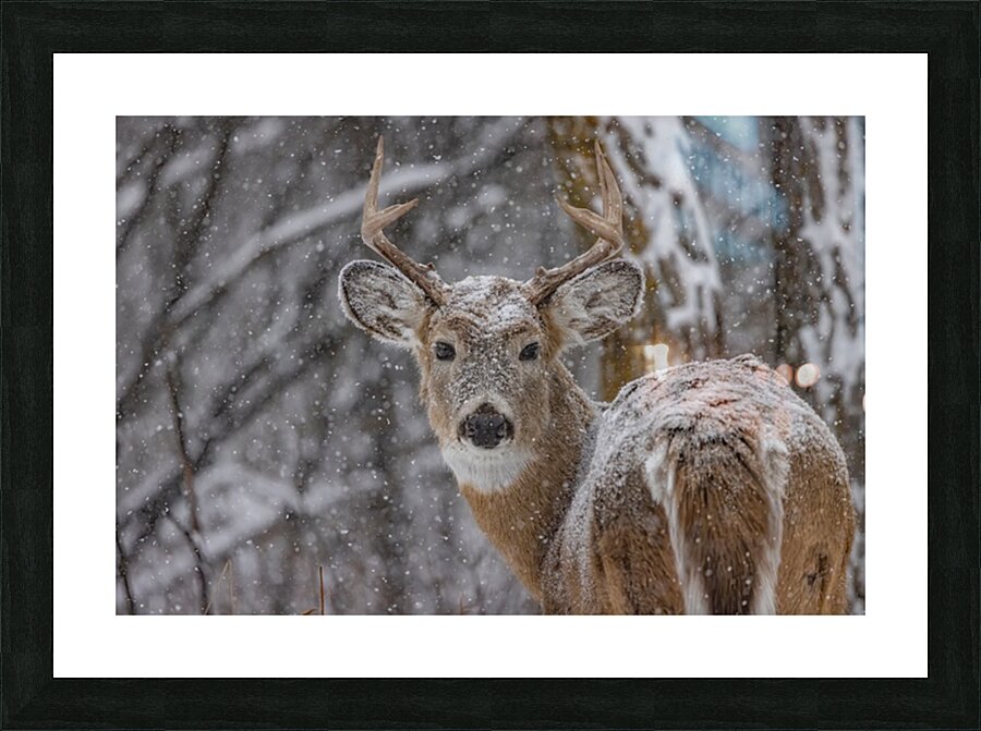 Deer Winter Love Picture Frame print