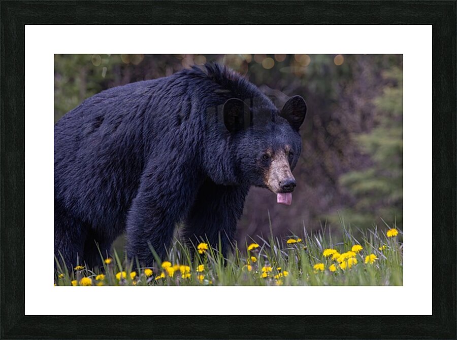 Black Bear 2 Picture Frame print