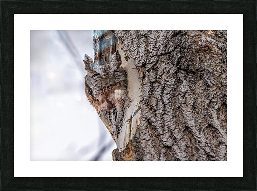 Screech 3 Picture Frame print