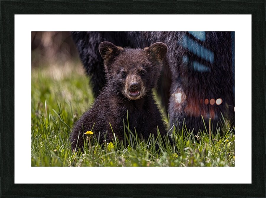 Black Bear Cub 4 Picture Frame print