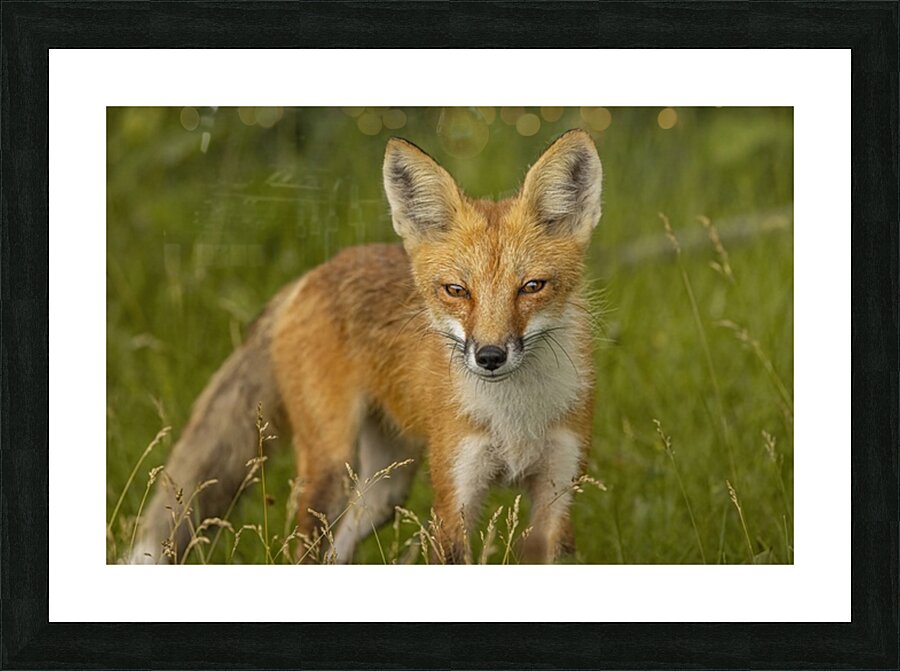 Red Fox Picture Frame print