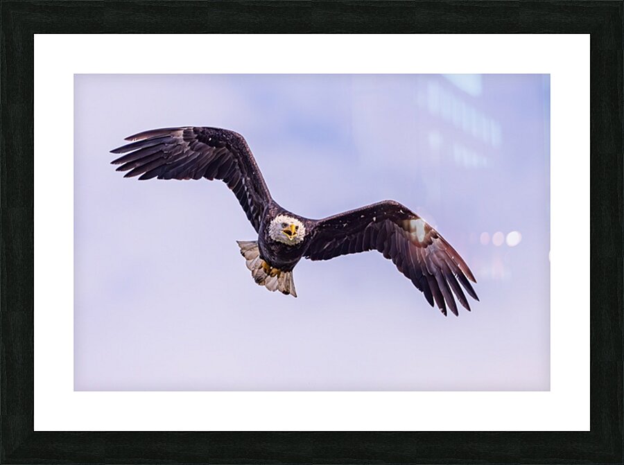 Bald Eagle 3 Picture Frame print