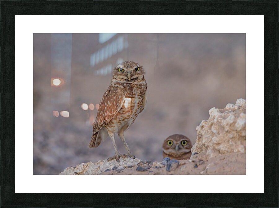 Burrowing Owl Picture Frame print