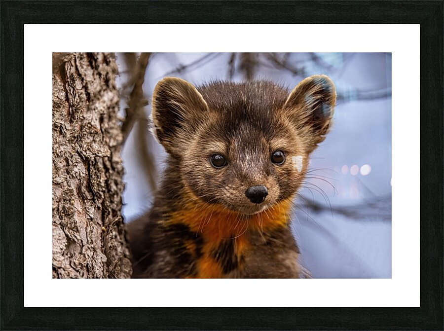Pine Marten Portrait Picture Frame print
