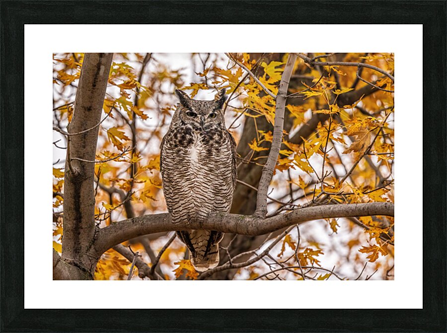 GHO 3 Picture Frame print