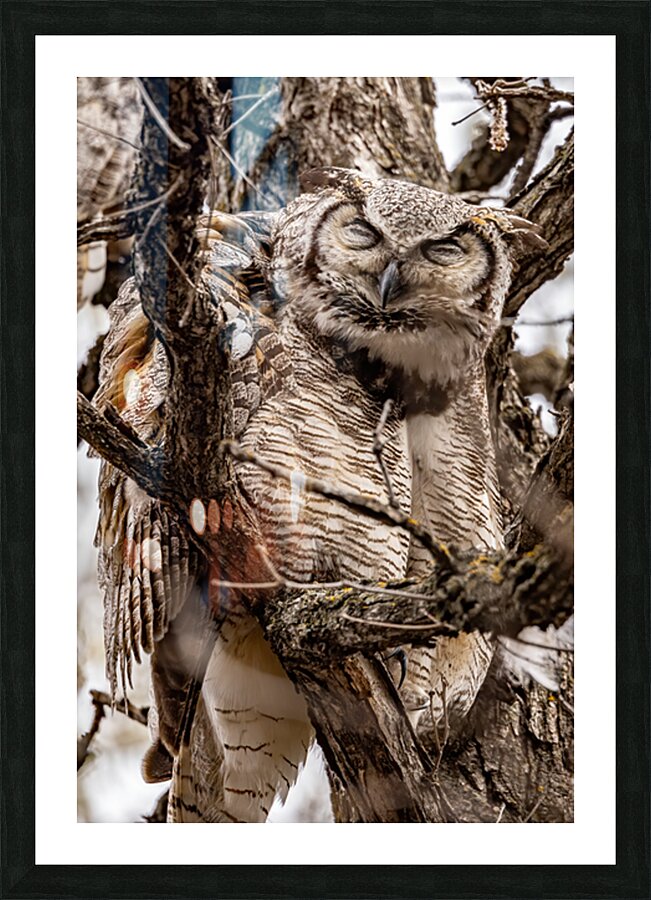 GHO 4 Picture Frame print