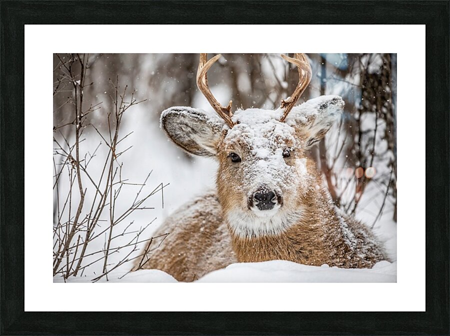 Buck under the Snow Picture Frame print