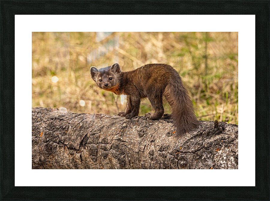 Pine Marten 2 Picture Frame print