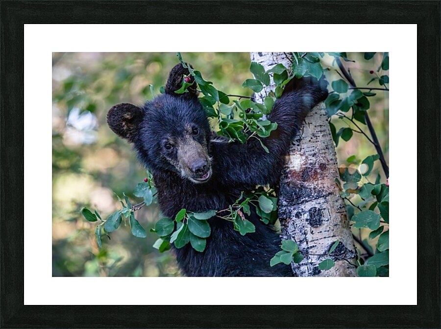 Black Bear Cub 5 Picture Frame print