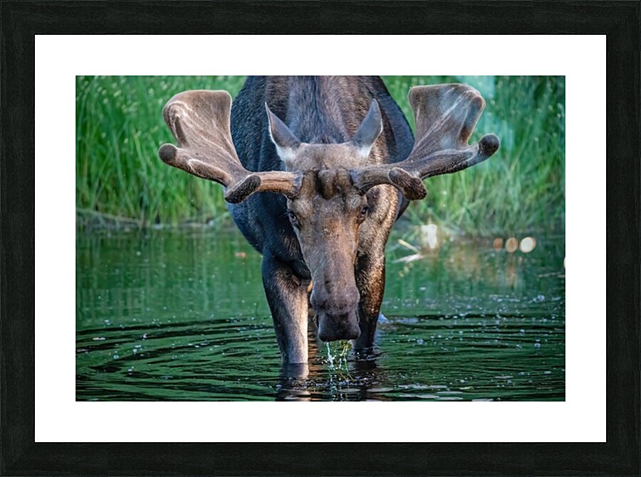 Big Boy 2 Picture Frame print