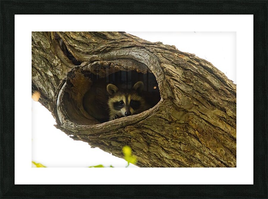 Racoon Picture Frame print