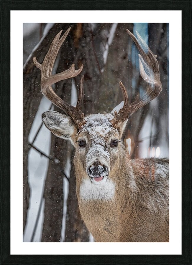 Big Buck Picture Frame print