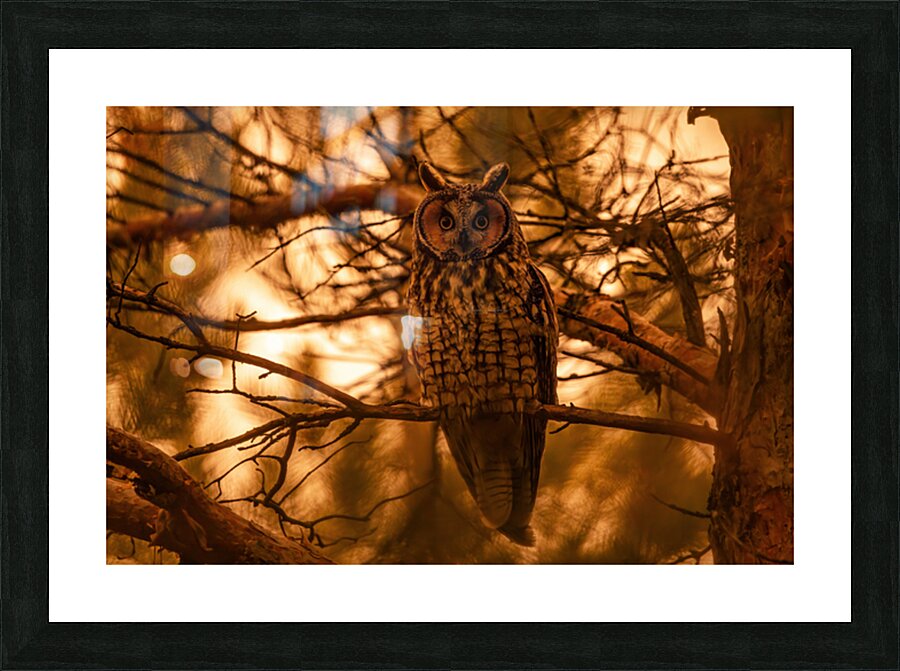 LEO Sunset Picture Frame print