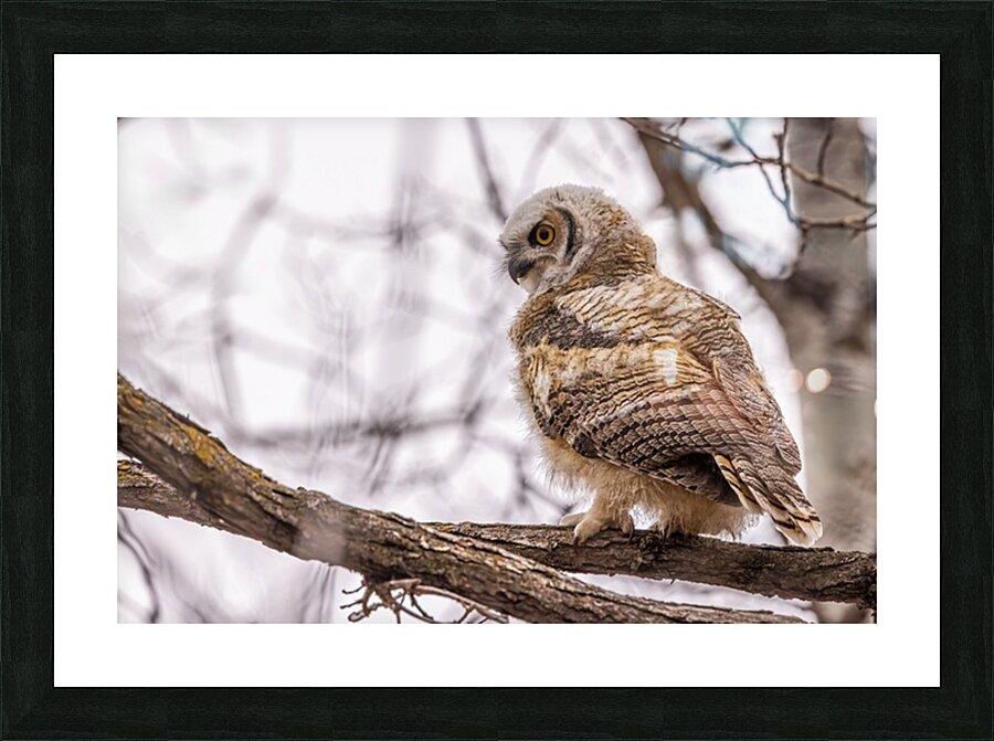 GHOwlet Picture Frame print
