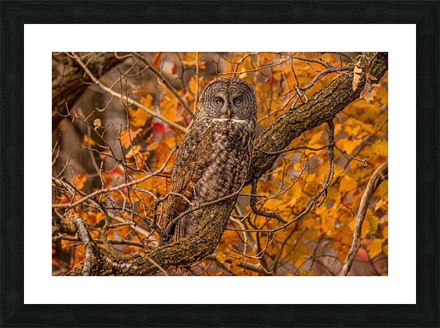 GGO 25 Picture Frame print