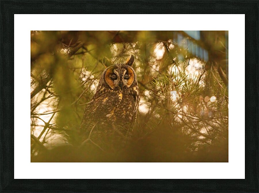 LEO 2 Picture Frame print