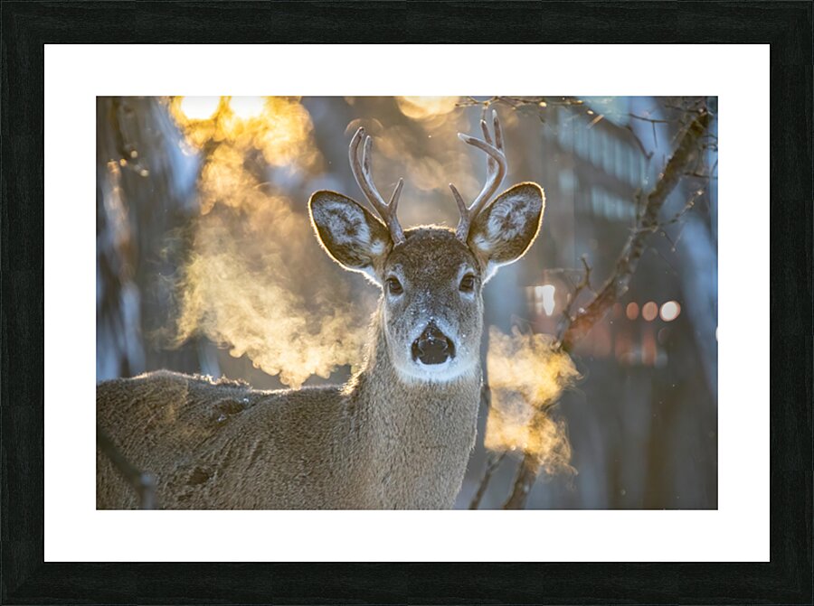Young Buck Sunset Picture Frame print