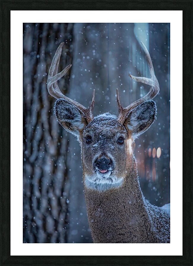 Buck Portrait 2 Picture Frame print
