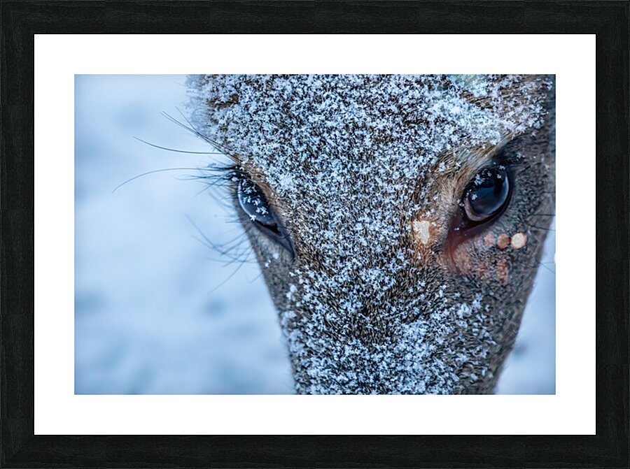 Deer Eye to Eye Picture Frame print