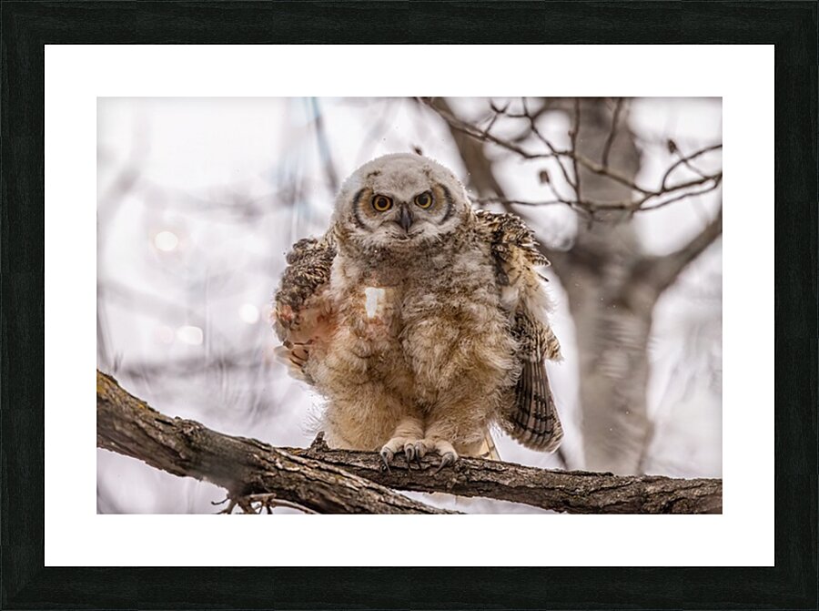 GHOwlet 2 Picture Frame print