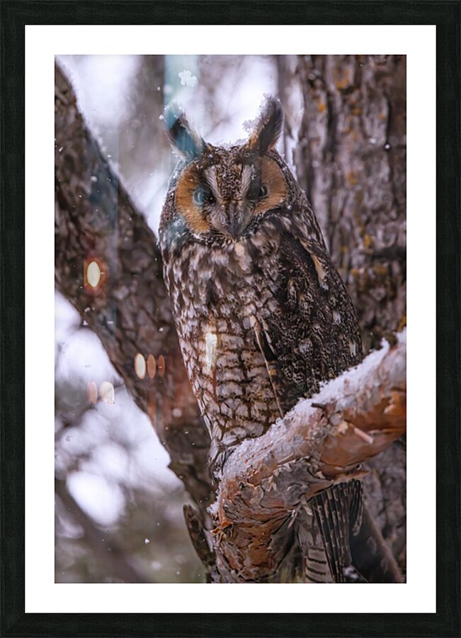 LEO 4 Picture Frame print