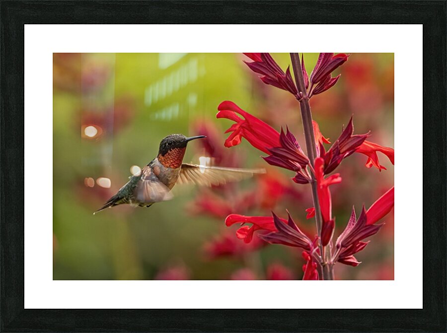 Hummer Picture Frame print