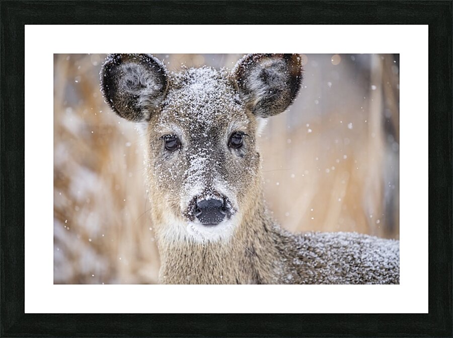 Cute Deer 2 Picture Frame print