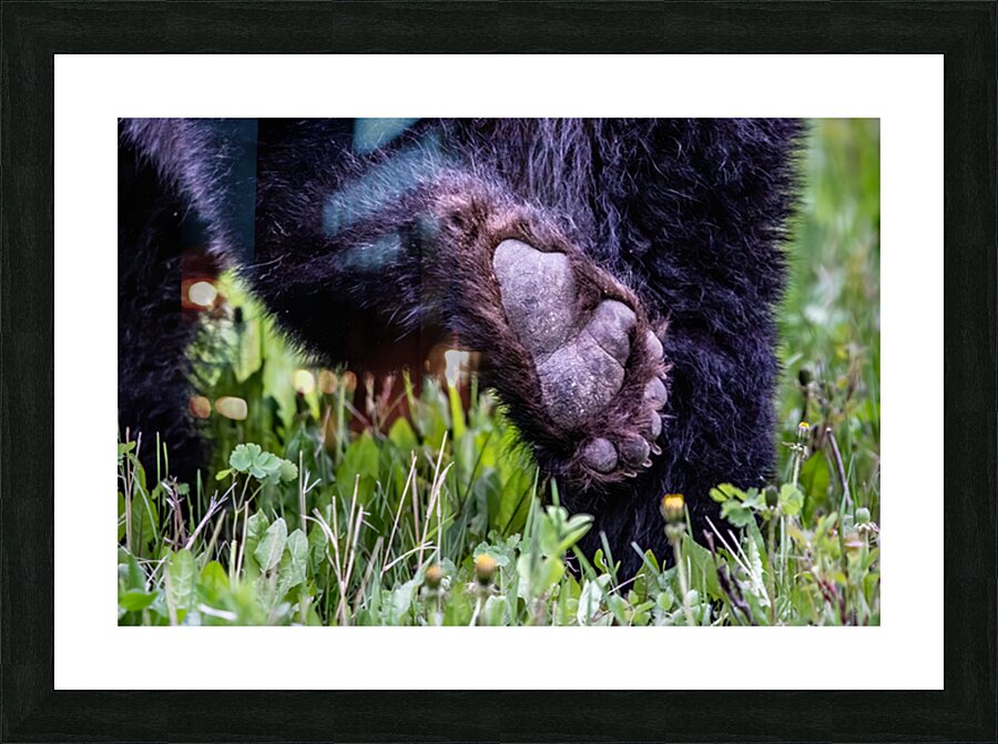 Bear Foot Picture Frame print