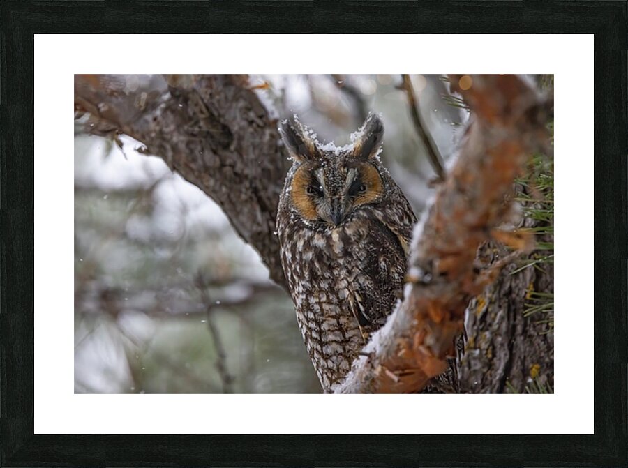 LEO 5 Picture Frame print