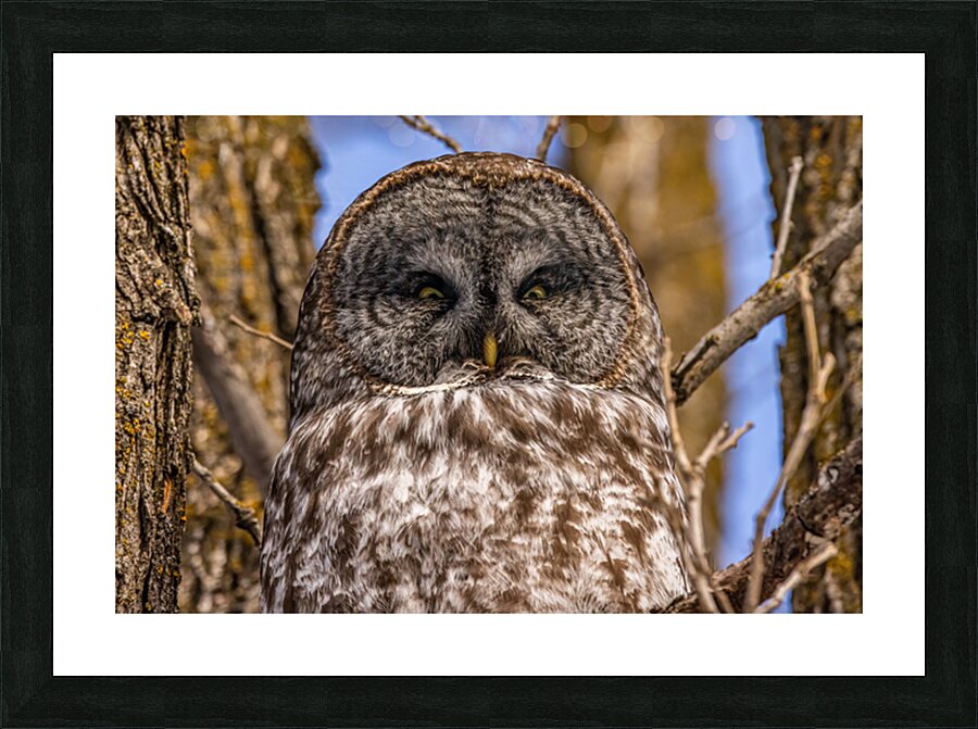 GGO 26 Picture Frame print