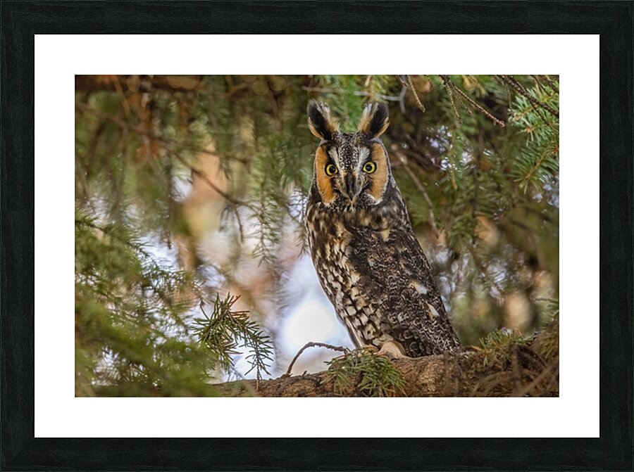 LEO 6 Picture Frame print