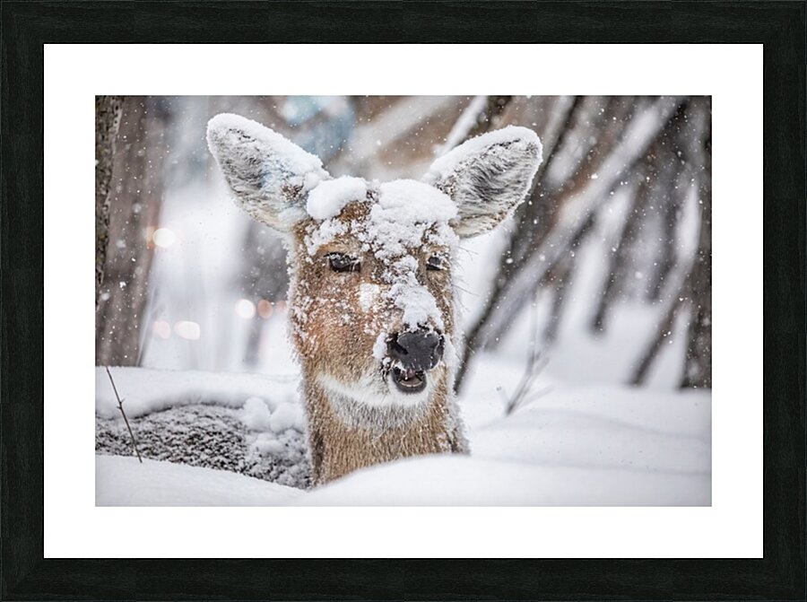 Funny Deer Picture Frame print