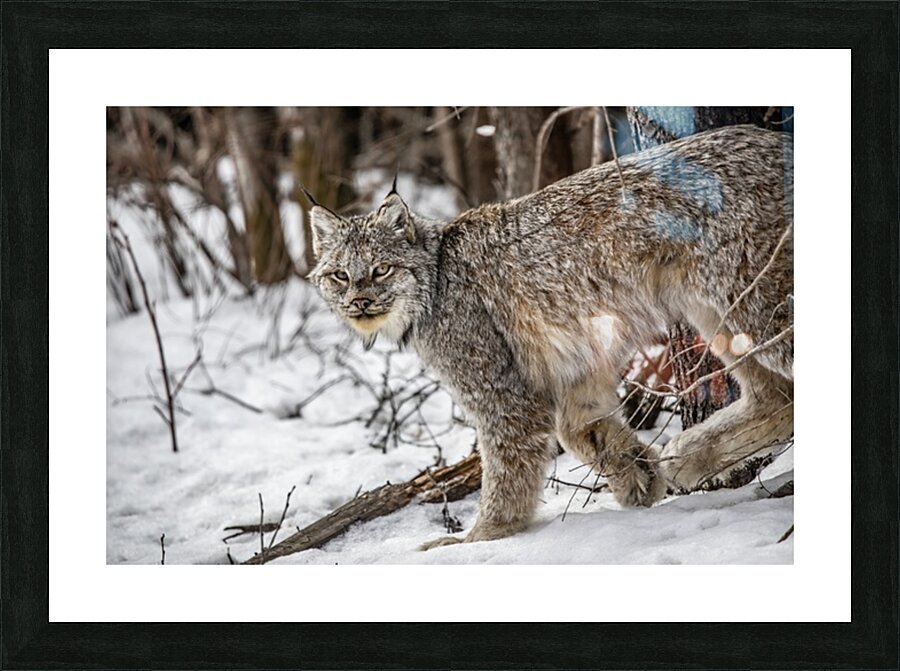 Lynx Picture Frame print