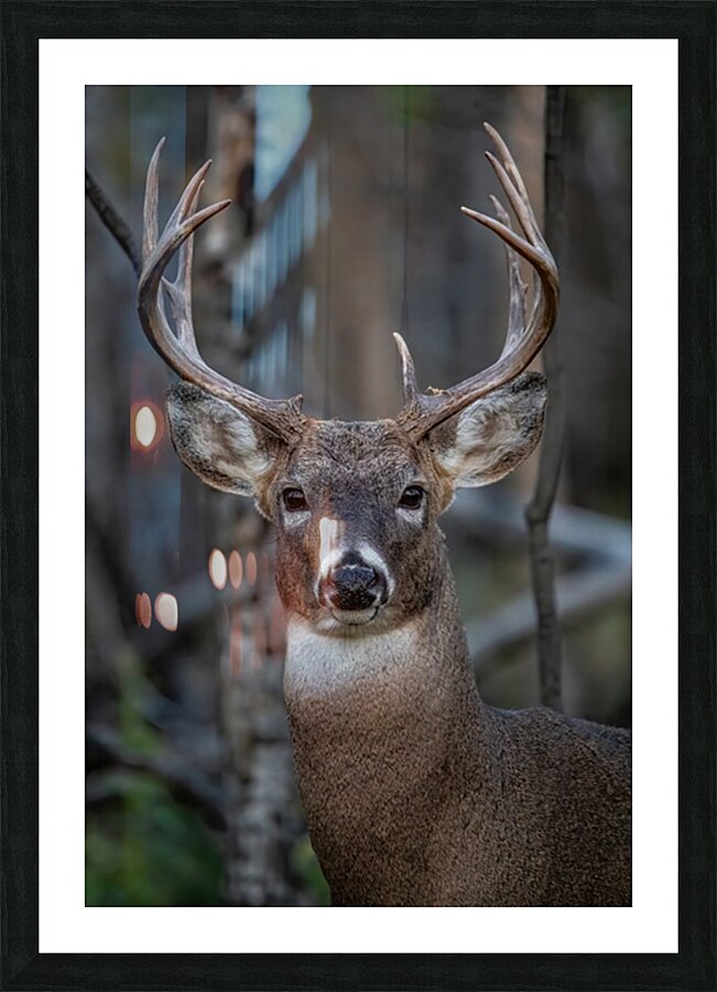 Big Buck 2 Picture Frame print